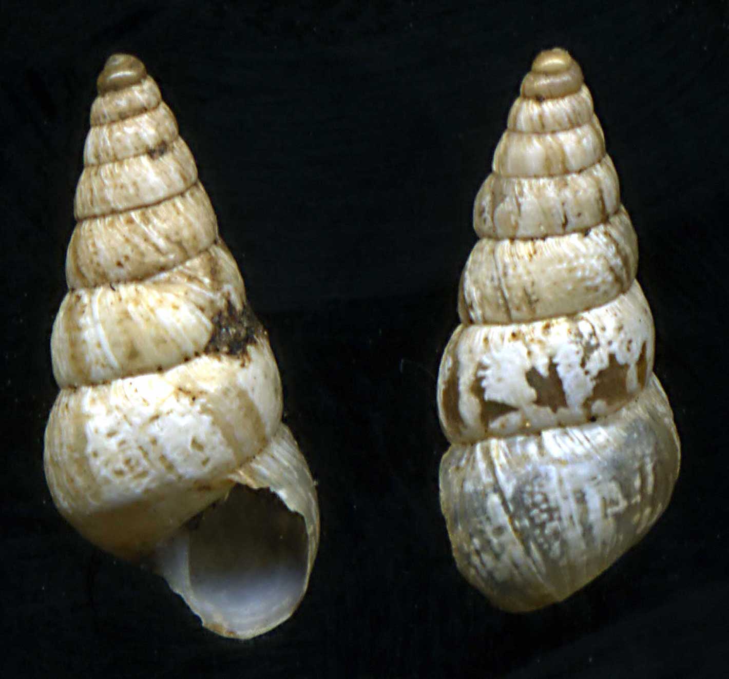 Cochlicella acuta